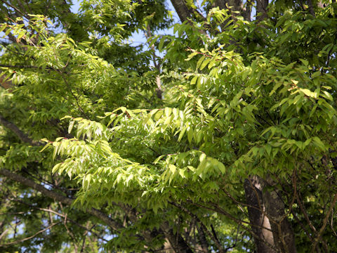 Zelkova serrata