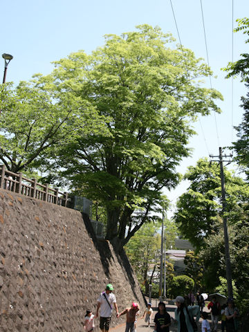 Zelkova serrata