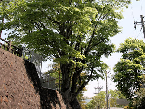 Zelkova serrata