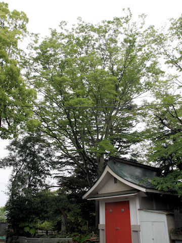 Zelkova serrata