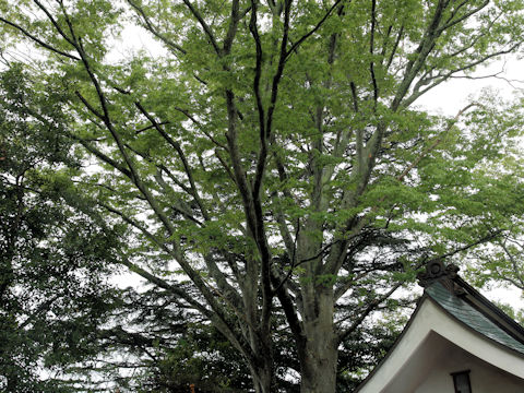 Zelkova serrata