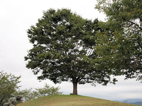 Zelkova serrata