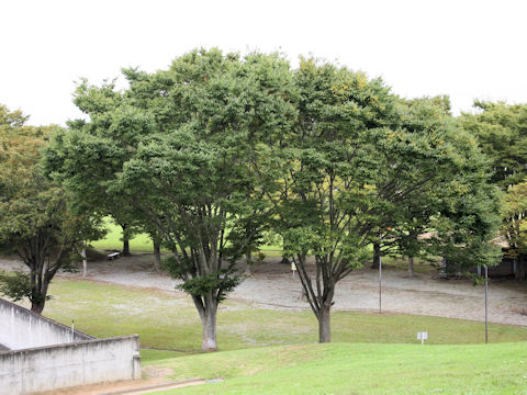 Zelkova serrata