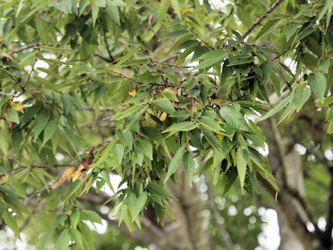 Zelkova serrata