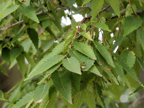 Zelkova serrata