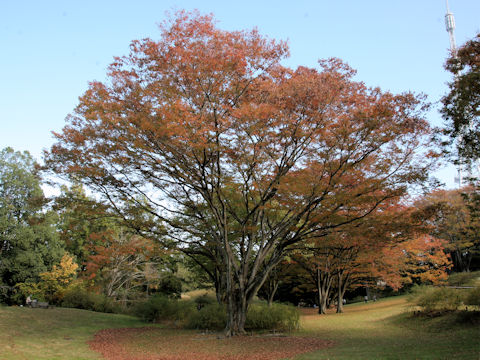 Zelkova serrata