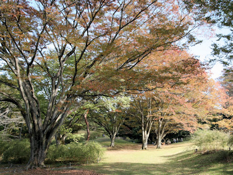 Zelkova serrata