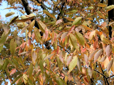 Zelkova serrata