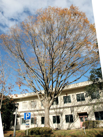 Zelkova serrata