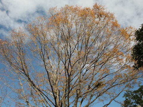 Zelkova serrata