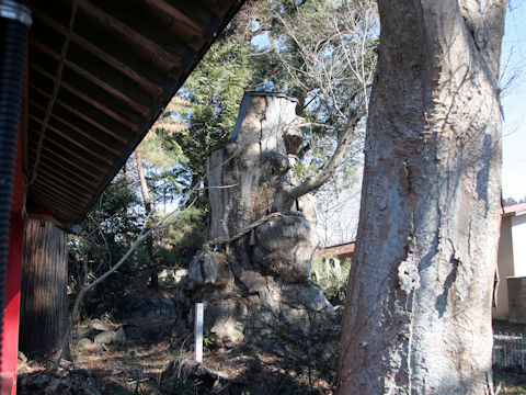 Zelkova serrata