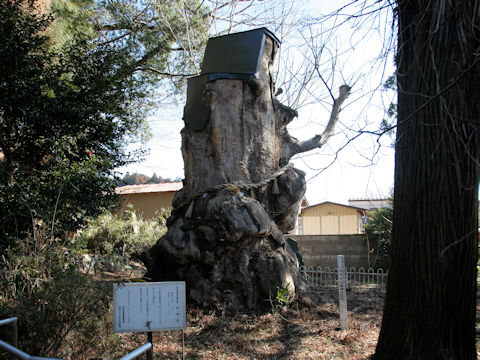 Zelkova serrata