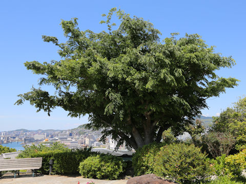 Zelkova serrata