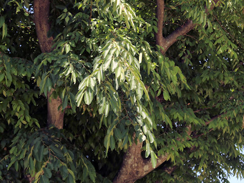 Zelkova serrata