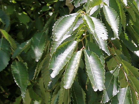 Zelkova serrata