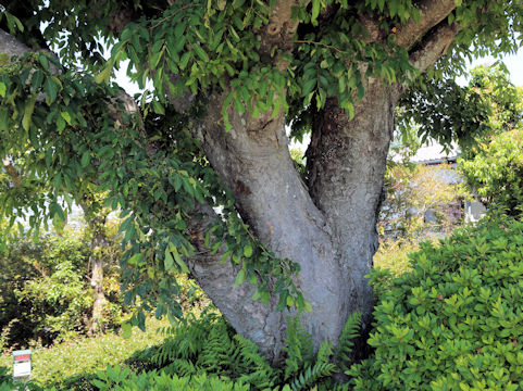 Zelkova serrata