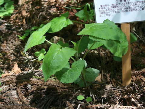 Salvia nipponica