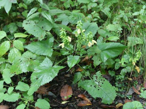 Salvia nipponica