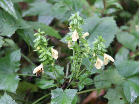 Salvia nipponica