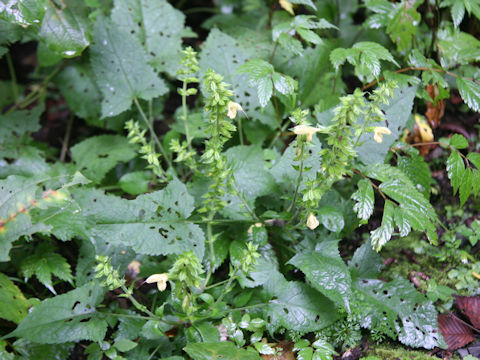Salvia nipponica