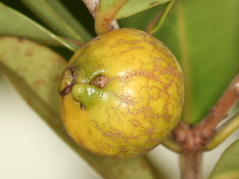 Psidium guajava cv. lucidum