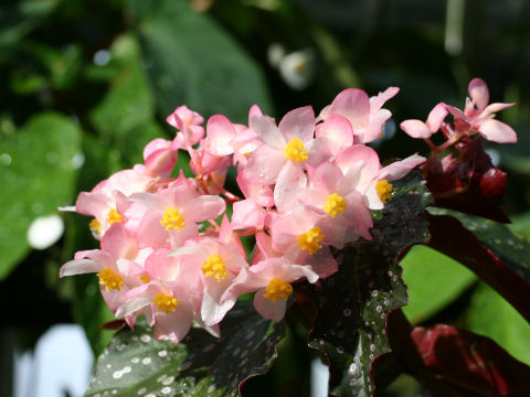 Begonia cv. Aki