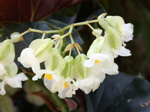 Begonia cv. Jeanne Fleetham