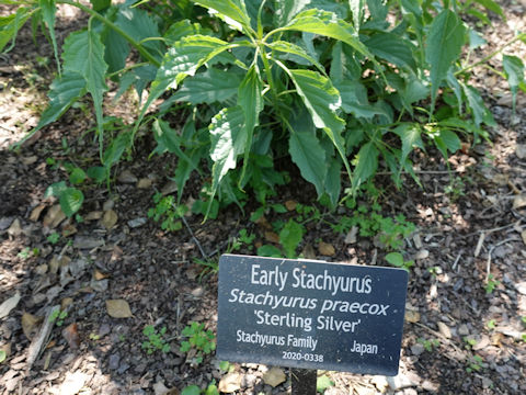 Stachyurus praecox cv. Sterling Silver