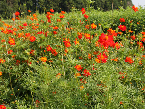 Cosmos sulphureus cv. Diabolo