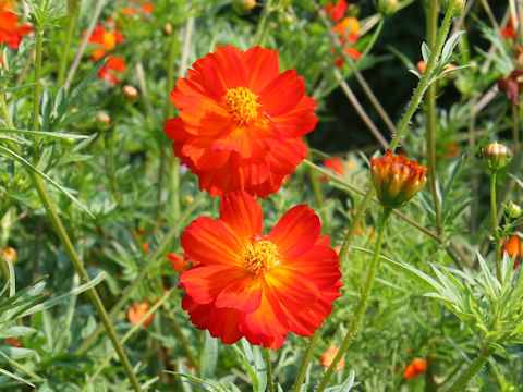 Cosmos sulphureus cv. Diabolo