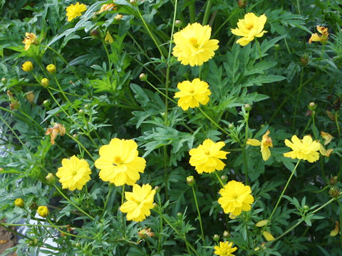 Cosmos sulphureus cv. Bright Light