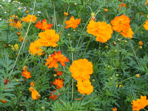 Cosmos sulphureus cv. Bright Light