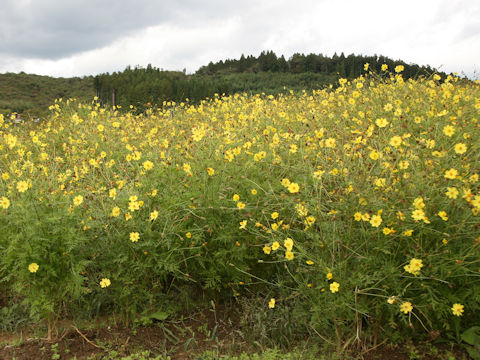 Cosmos sulphureus cv. Lemon Bright