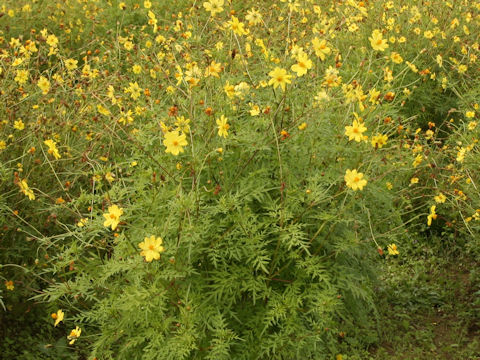 Cosmos sulphureus cv. Lemon Bright