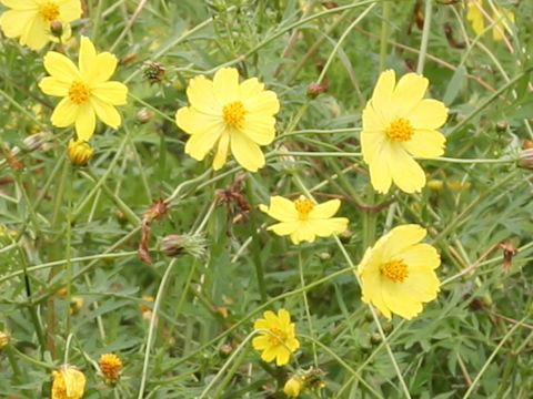 Cosmos sulphureus cv. Lemon Bright