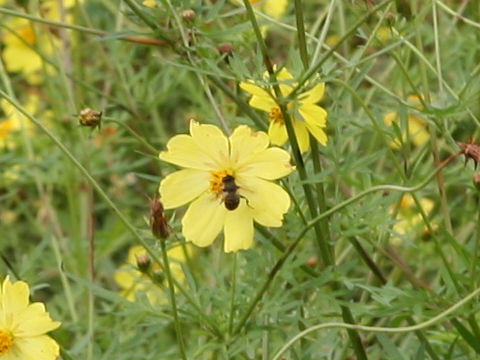 Cosmos sulphureus cv. Lemon Bright