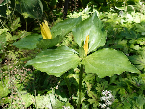 Trillium luteum