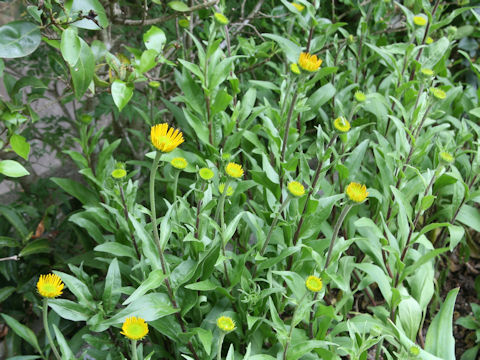 Buphthalmum salicifolium