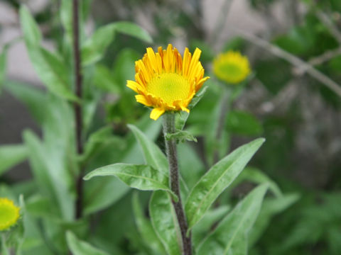 Buphthalmum salicifolium