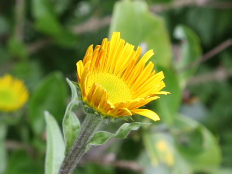 Buphthalmum salicifolium