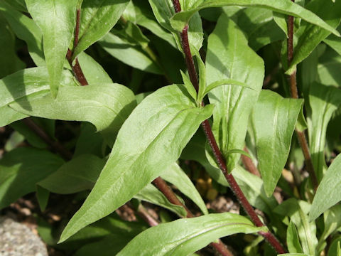 Buphthalmum salicifolium