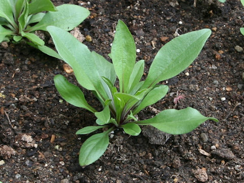 Buphthalmum salicifolium