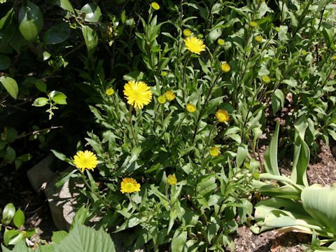 Buphthalmum salicifolium