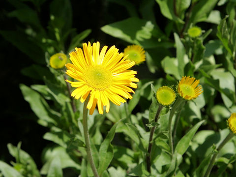 Buphthalmum salicifolium