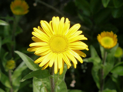 Buphthalmum salicifolium