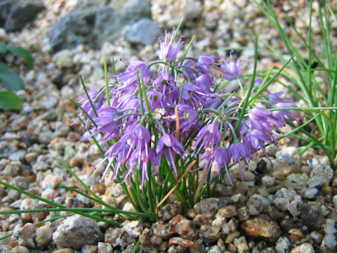 Allium virgunculae var. kiiense
