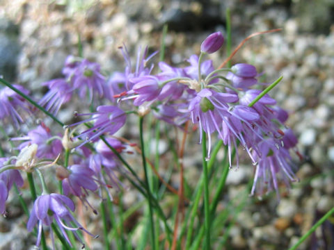 Allium virgunculae var. kiiense
