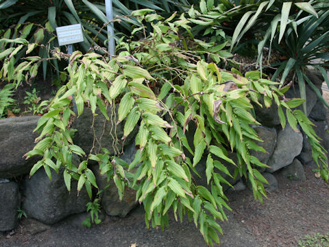 Tricyrtis macranthopsis