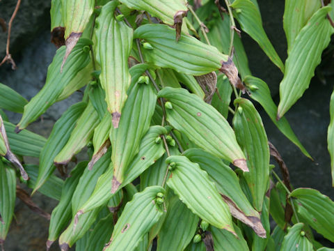 Tricyrtis macranthopsis