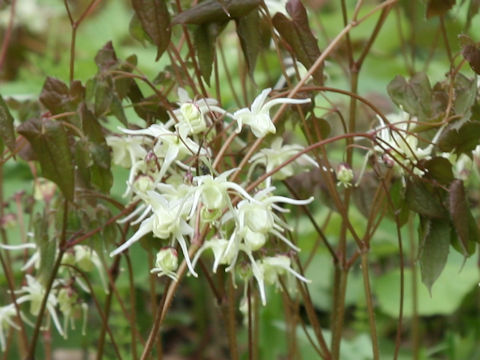 Epimedium koreanum